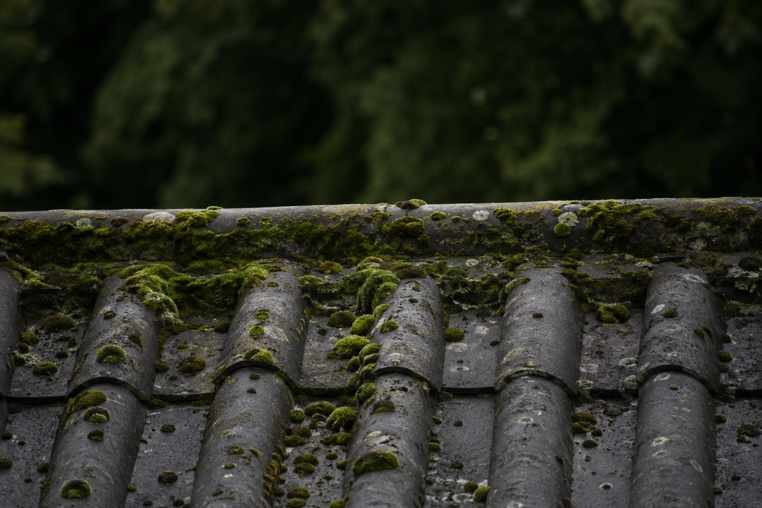 removing algae from roof shingles